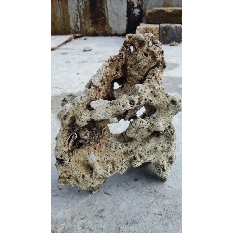 Batu karang motif rongga batu karang bolong aquarium aquascape
