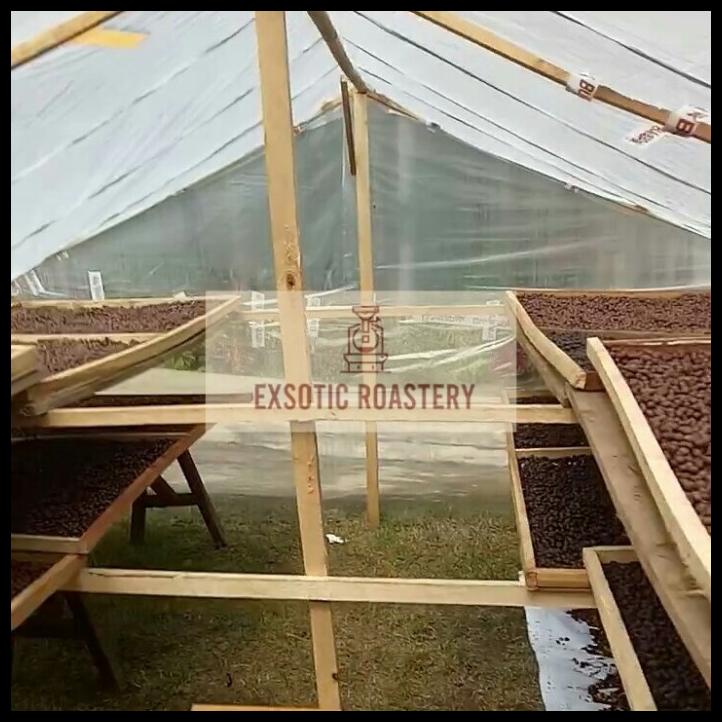 

DISKON TERBATAS !!! BIJI KOPI ARABIKA GUNUNG BUTAK BLITAR NATURAL ANAEROB 1KG GEADE1 TERLARIS