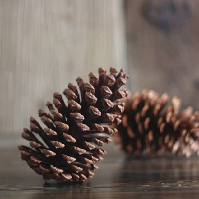 Biji pinus hiasan vintage