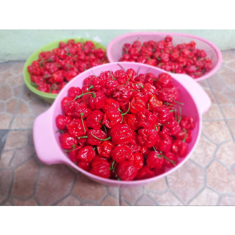 Buah Cabe Carolina Reaper Kering dan Segar Pesanan Ibu Sriwimi