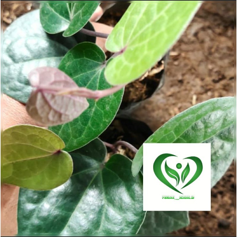 Bibit tanaman sirih hitam pohon sirih