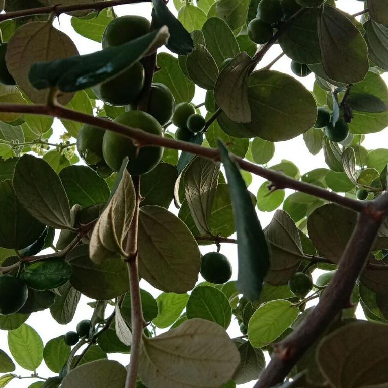 

[KODE PRODUK 8BZBR5854] buah bidara arab asli fresh langsung di petik isi 35 buah