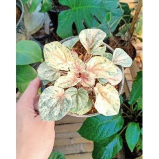 Peperomia Caperata Pink Lady / Bule