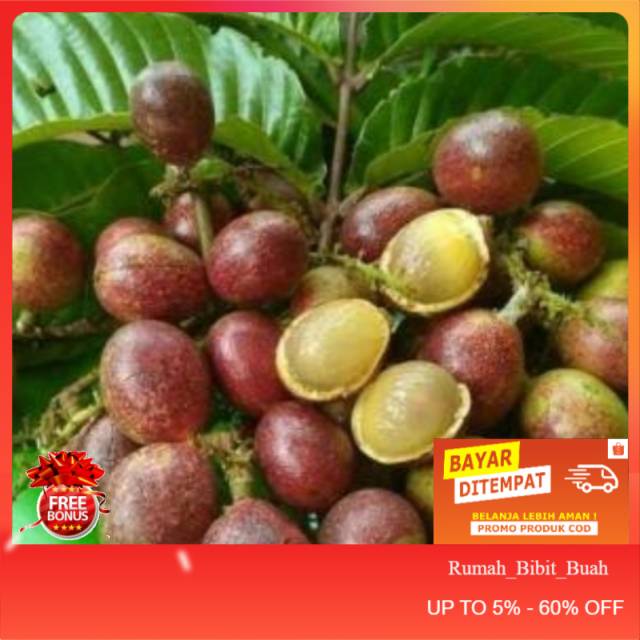 Bibit buah matoa merah