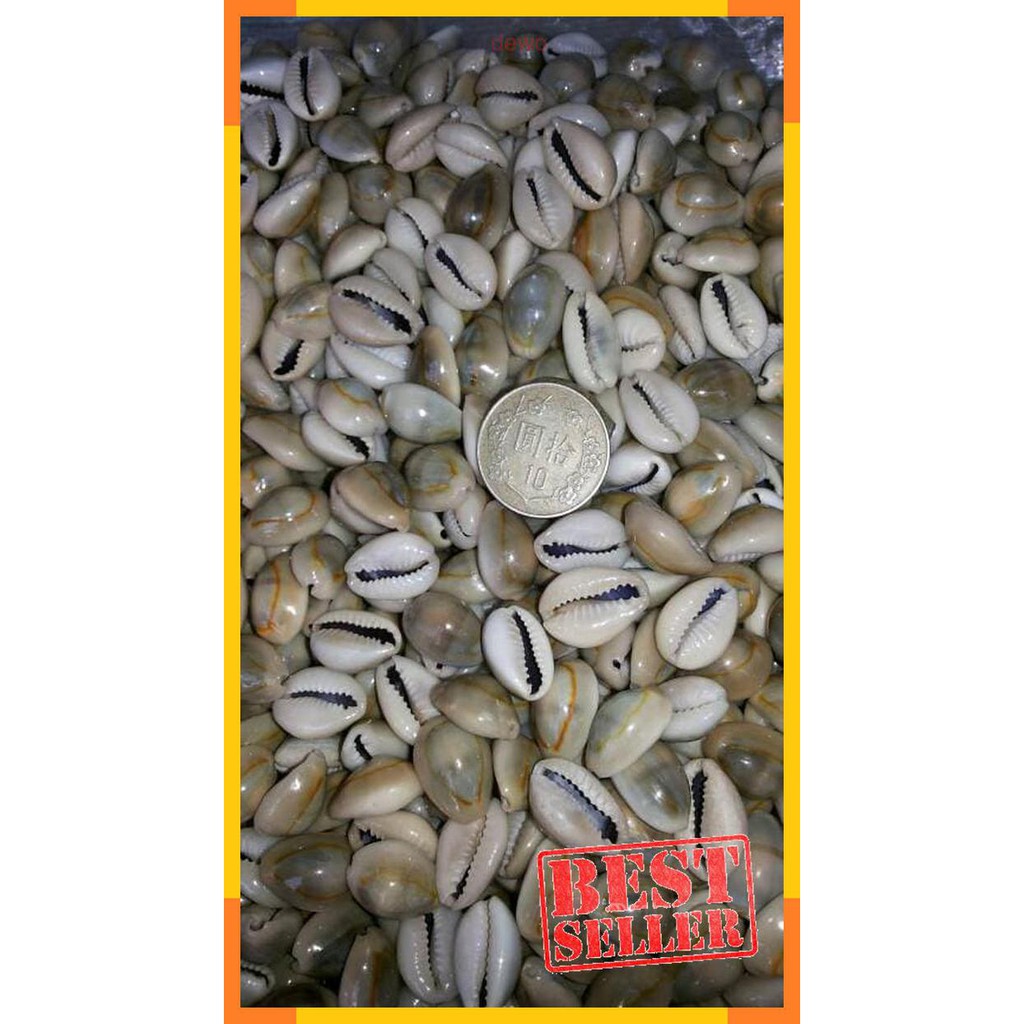 

biji congklak asli keong/bks
