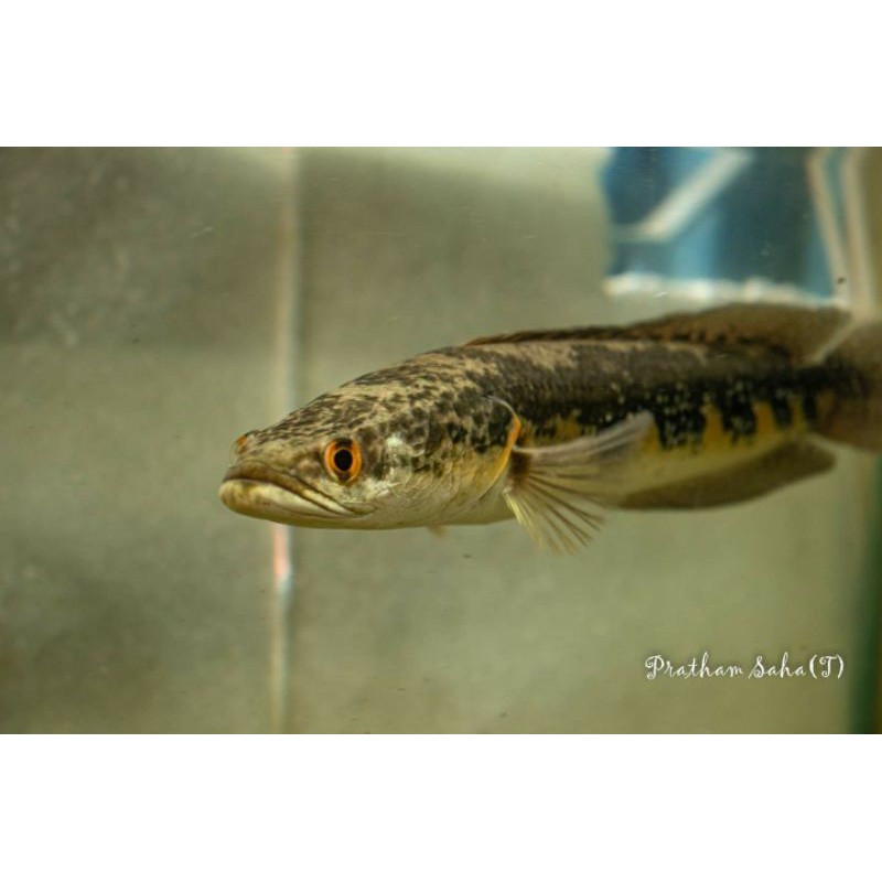 channa pseudo marulia baby 12-14cm (sample foto besarnya)