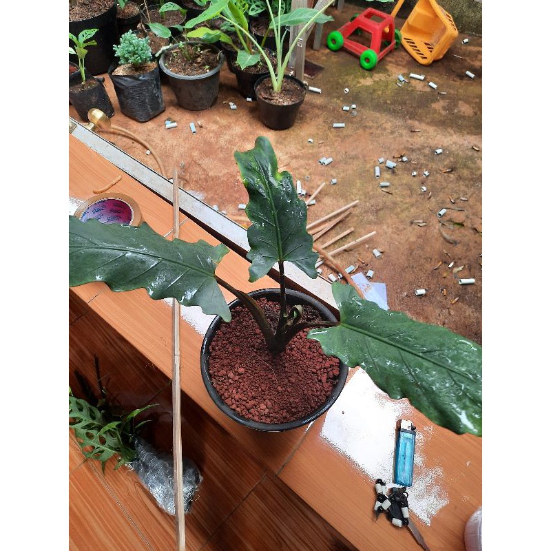 TANAMAN HIAS ALOCASIA LAUTERBACHIANA/alocasia keris papua