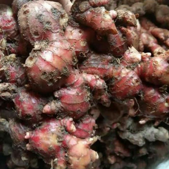 

Jahe Merah Segar 250gr