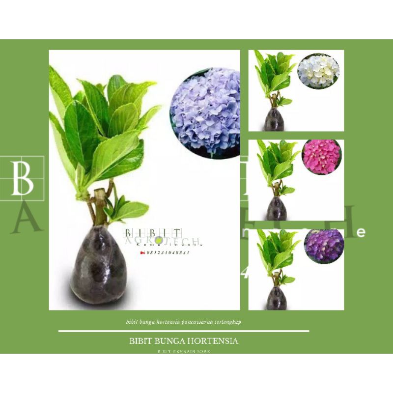 Bibit Tanaman Hias Bunga Hortensia  Pancawarna Tanaman Hydrangea (Dewasa) Bibit Tanaman Bunga Bokor