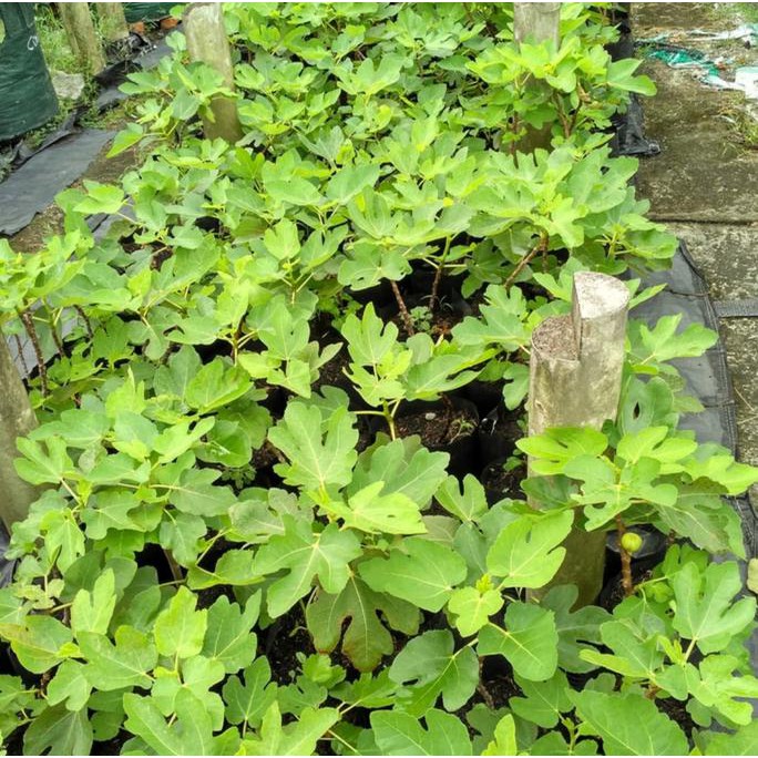 Dm+ Diskon Bibit Pohon Buah Tin Black Genoa Berkwalitas