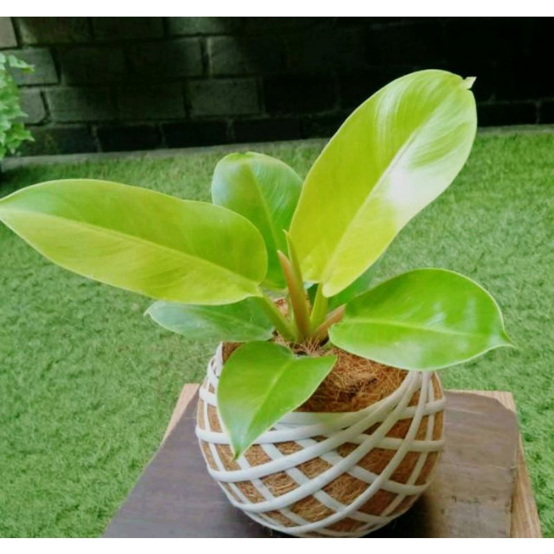 tanaman kokedama philo lemon