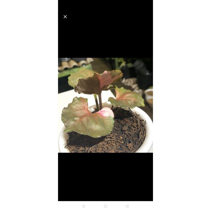 Syngonium Strawberry Ice