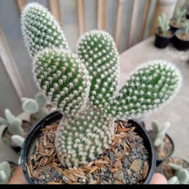 Tanaman Kaktus Sukulen Mini Graftis Murah Kaktus Mickey Mouse Cantik