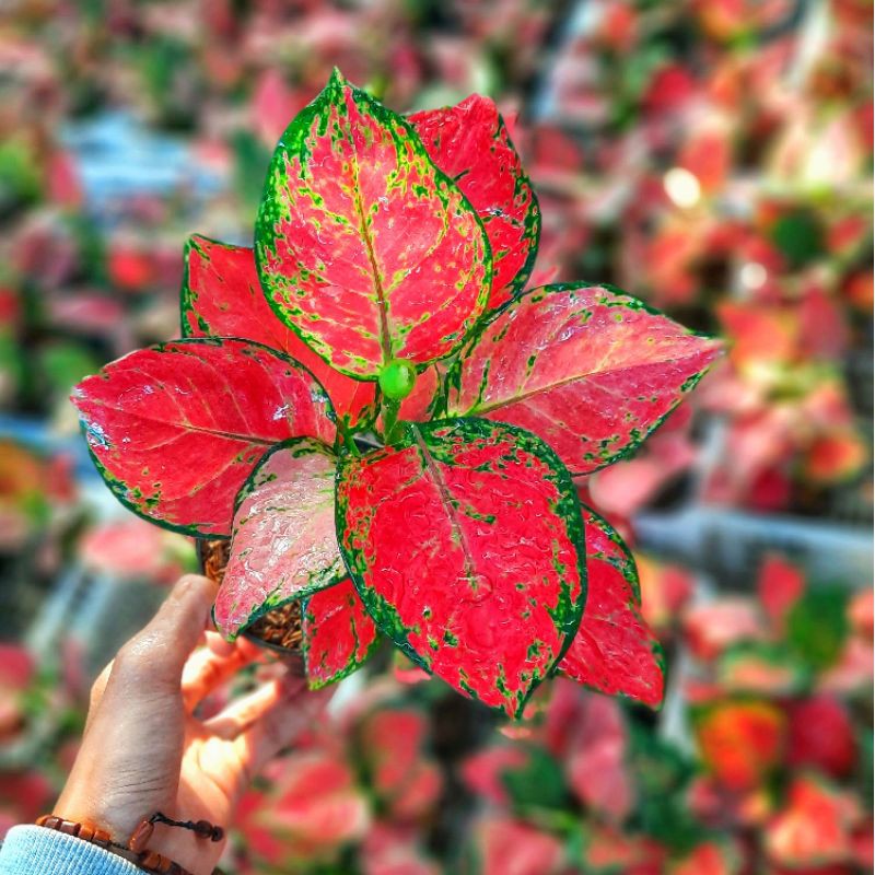 AGLONEMA RED ANJAMANI / AGLAONEMA RED ANJAMANI MERAH MURAH / TANAMAN HIAS AGLONEMA IMPORT