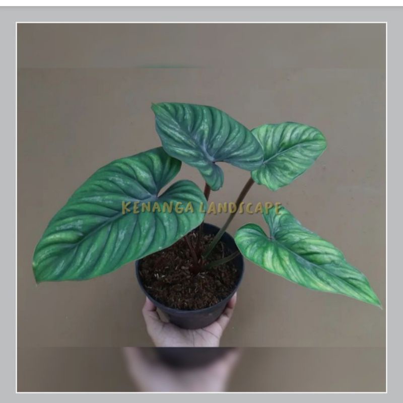 philodendron plowmani blackface - tanaman philo plowmani