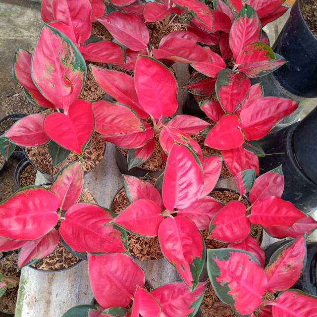 Aglonema suksom jaipong stang pendek