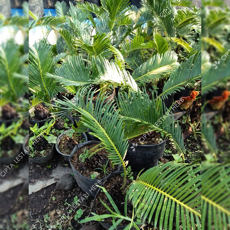 Macam Macam Tanaman Sikas / Palem Sikas Jual Pohon Sikas Tukang Taman