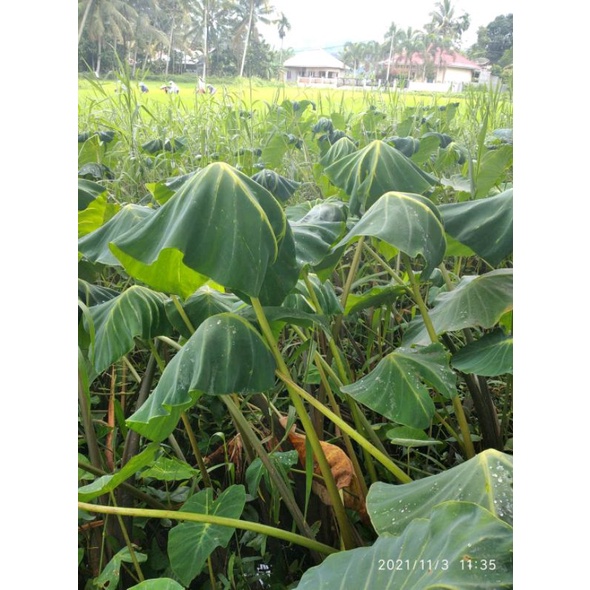 COLOCASIA GOLDEN WINDOW anakan