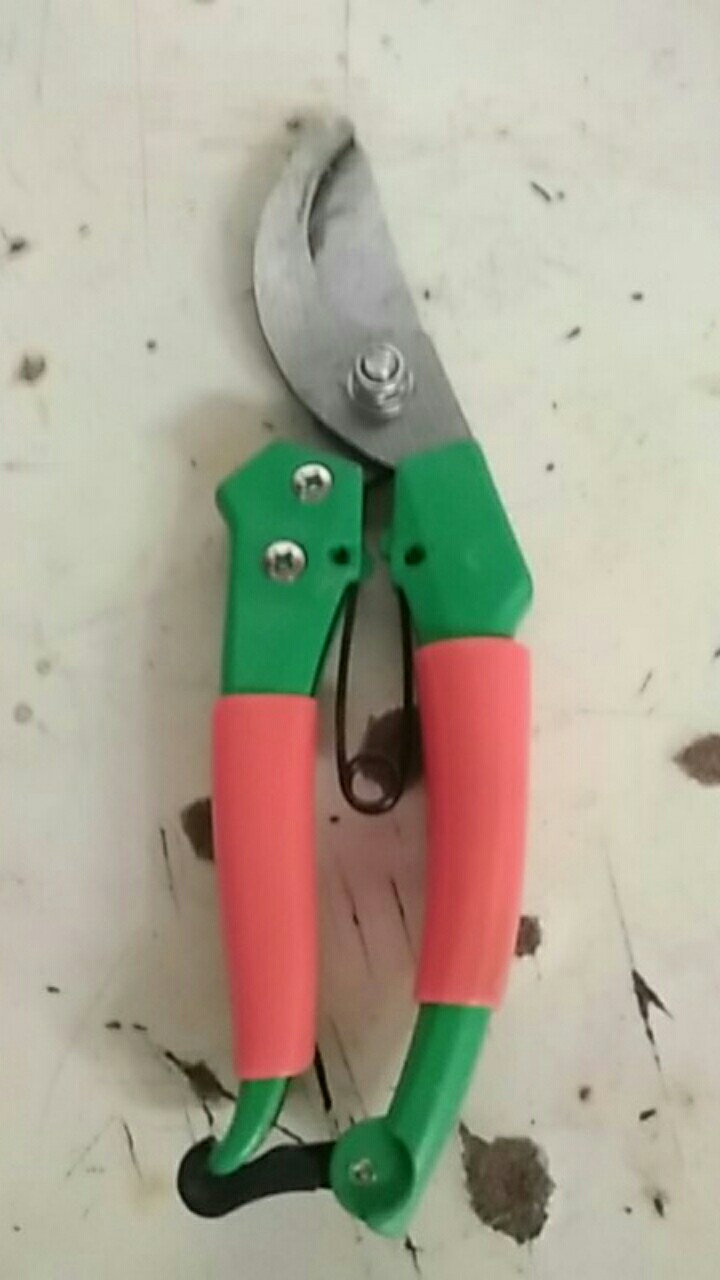 Gunting Dahan Stek Ranting Stenles Murah Tajam Igm Fukuda 8