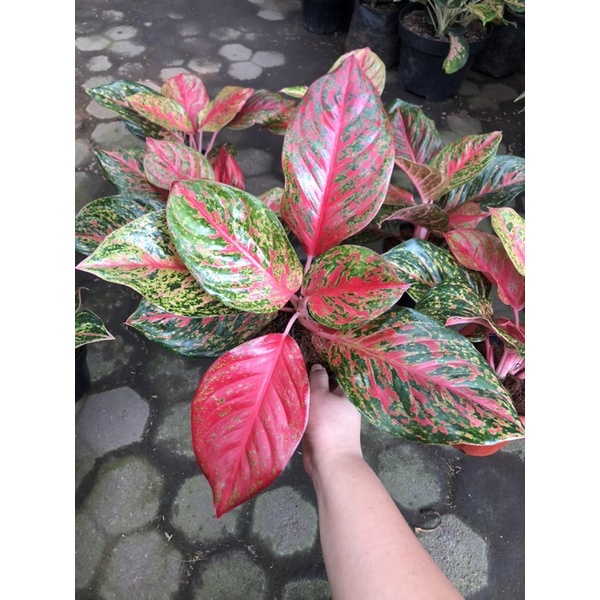 aglaonema yohana