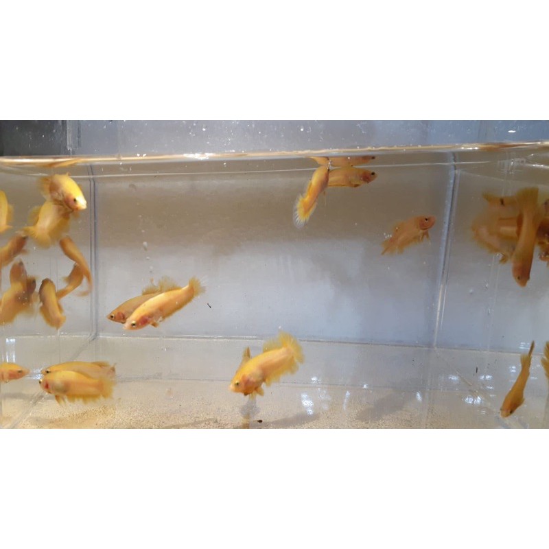 Cupang jenis Plakat Yellow Banana size S+ (10ekor)