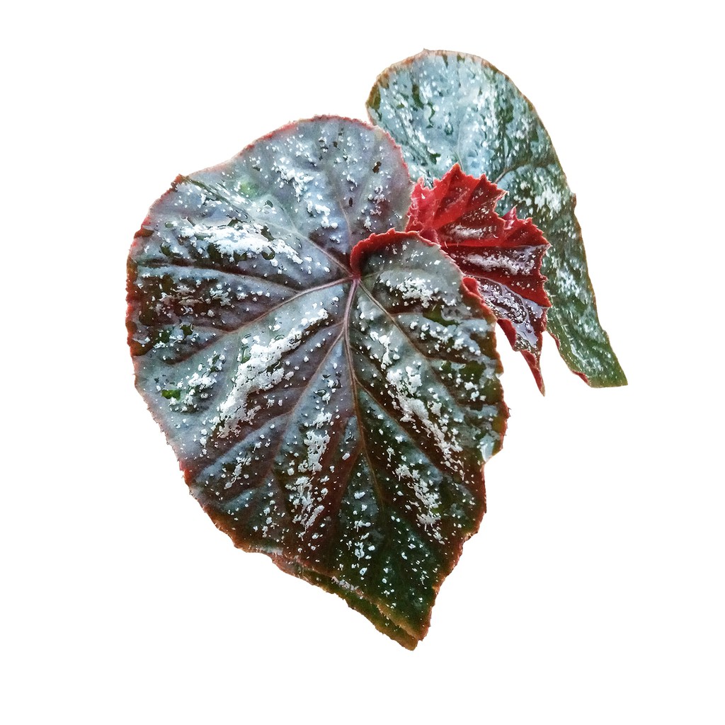 Begonia Silver Red / Begonia Silver