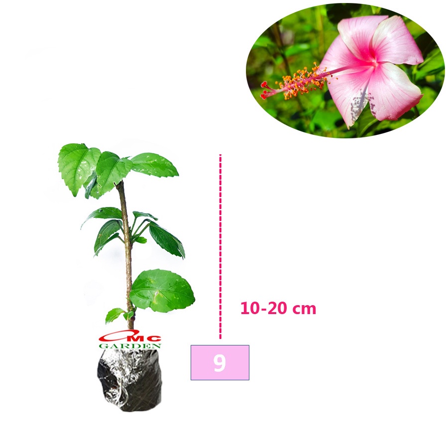 Kembang Sepatu Bunga Raya Hibiscus Worawari Rosa Dinensis Merah Bibit Tanaman Hias 1020