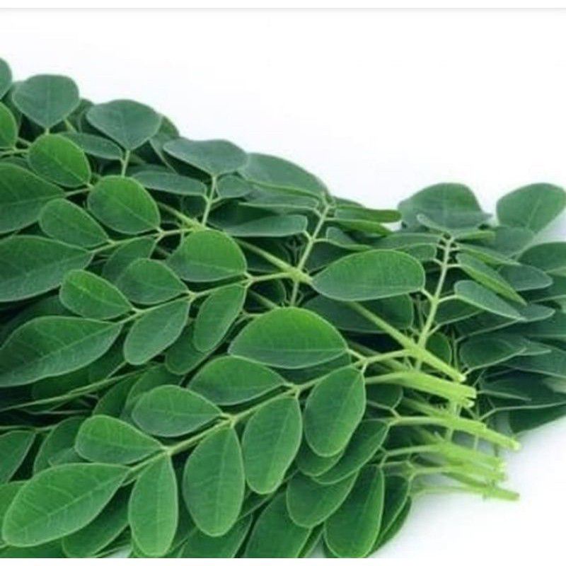 

Daun Kelor Segar 100gram