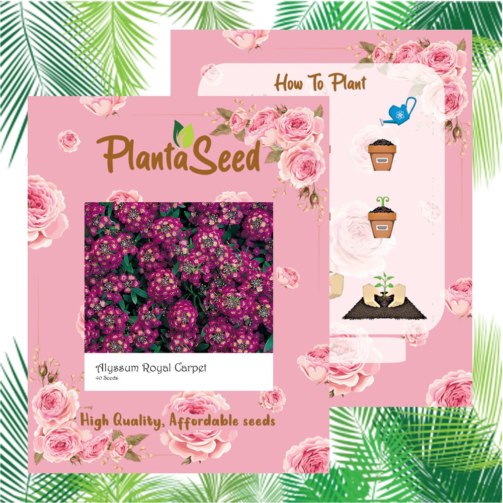 PlantaSeed - 40 Seeds - Alyssum Royal Carpet Benih Biji Bunga - PAS0191