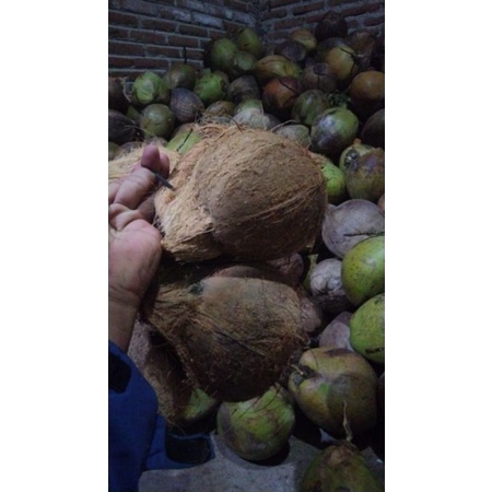 

kelapa