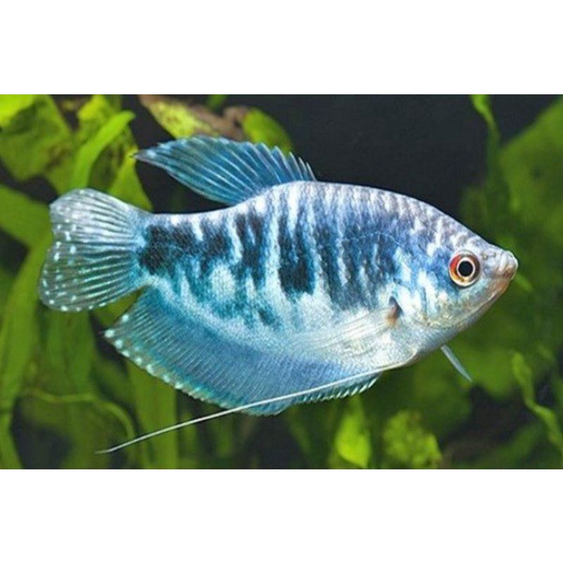 Ikan Hias Sepat (BIRU) -Harga Perpasang-