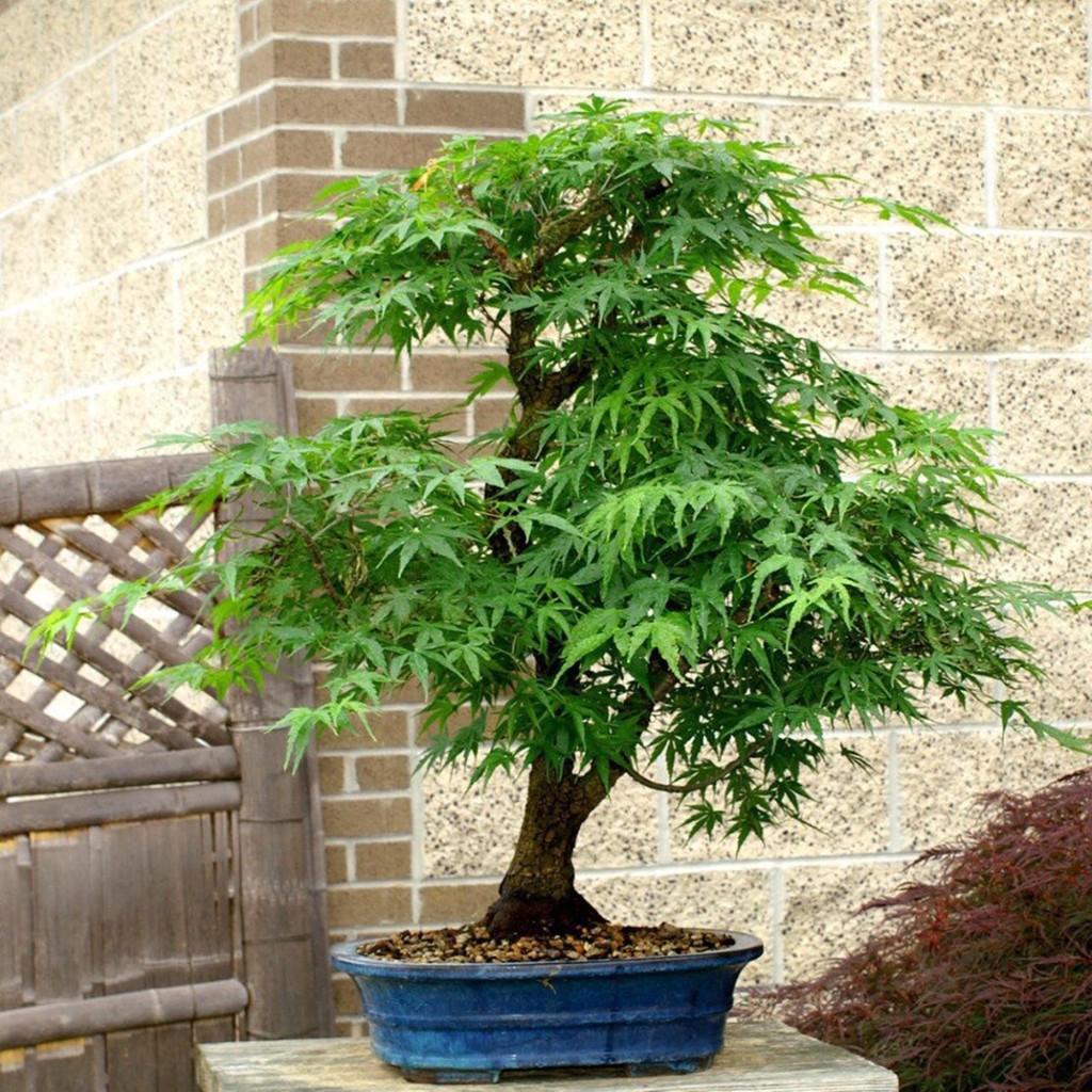 Biji Pohon Bonsai Maple Green - Bibit Pohon Bonsai Maple Hijau - Bonsai Maple Hijau - COD