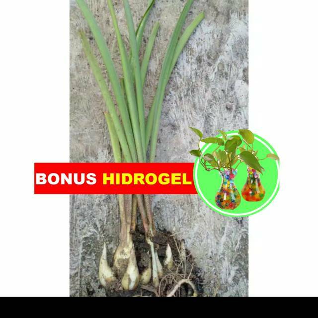 Bibit benih biji umbi tanaman hias Bunga Sedap Malam Bibit benih biji umbi tanaman hias Bunga Sedap Malam