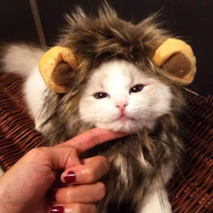 Kostum Kucing Anjing Model Wig Rambut Singa Topi Cat Lion Hair Pakaian Baju Kucing