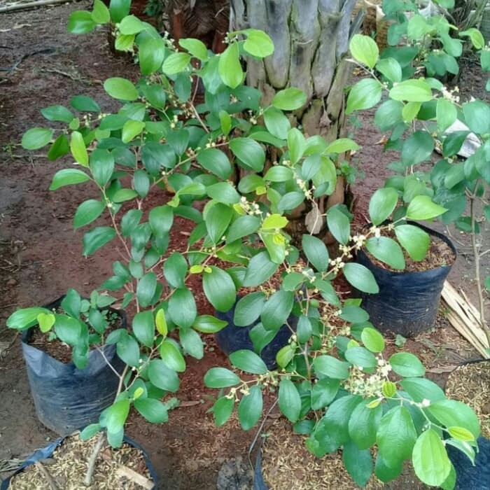 Bibit Tanaman Buah Apel Putsa Pohon Buah Apel Putsa Siap Berbuah