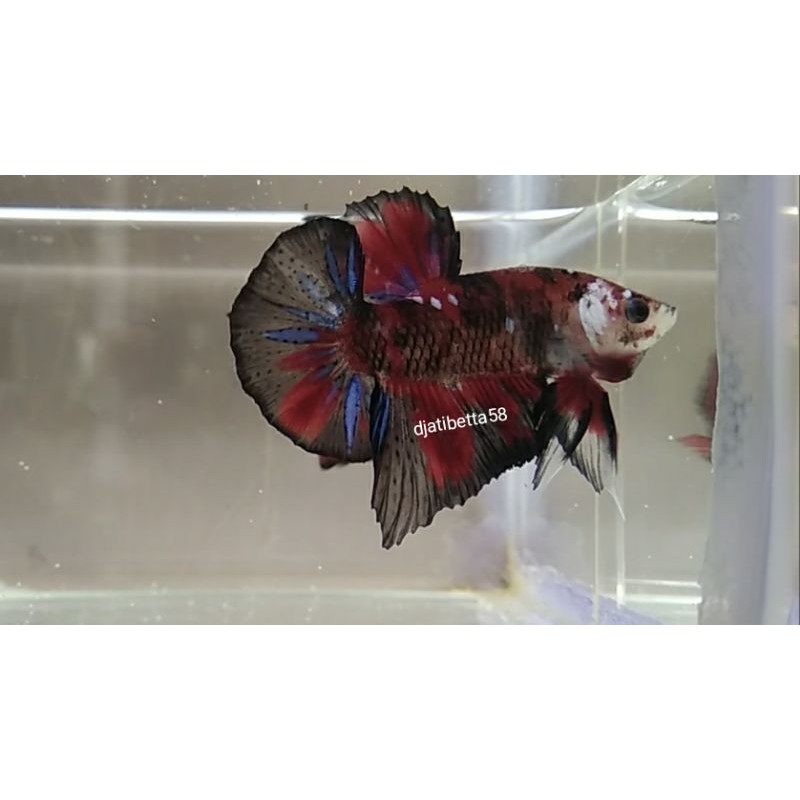 

Ikan Cupang Plakat Black Koi