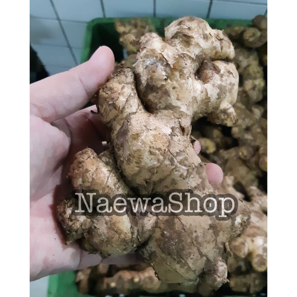 

Jahe Jumbo Muraahhhh || Jahe Gajah || Jahe Besar 250gram