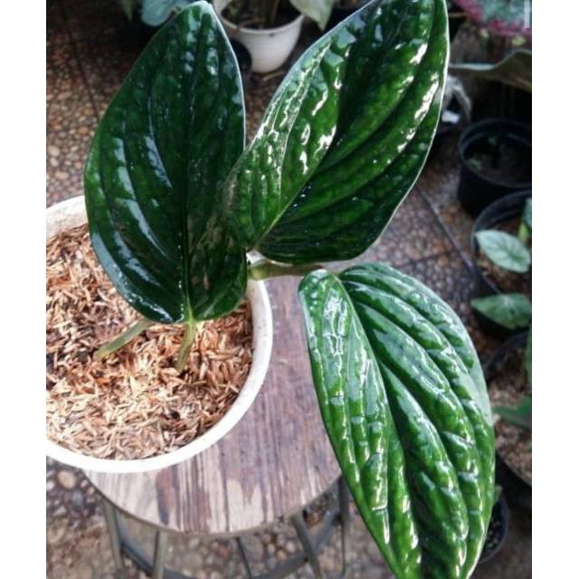 Tanaman Hias Sirih Badak Monstera Karstenianum Sirih Badak Karstenianum Monstera Shopee Indonesia