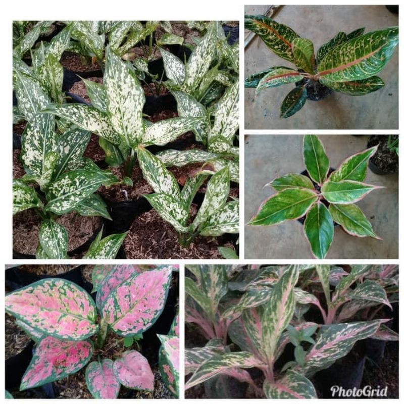 paket tanaman hias Aglonema 4 macam