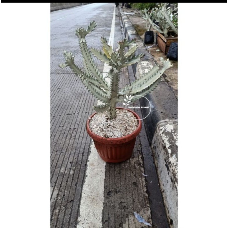 TANAMAN HIAS EUPHORBIA LACTEA WHITE GHOST