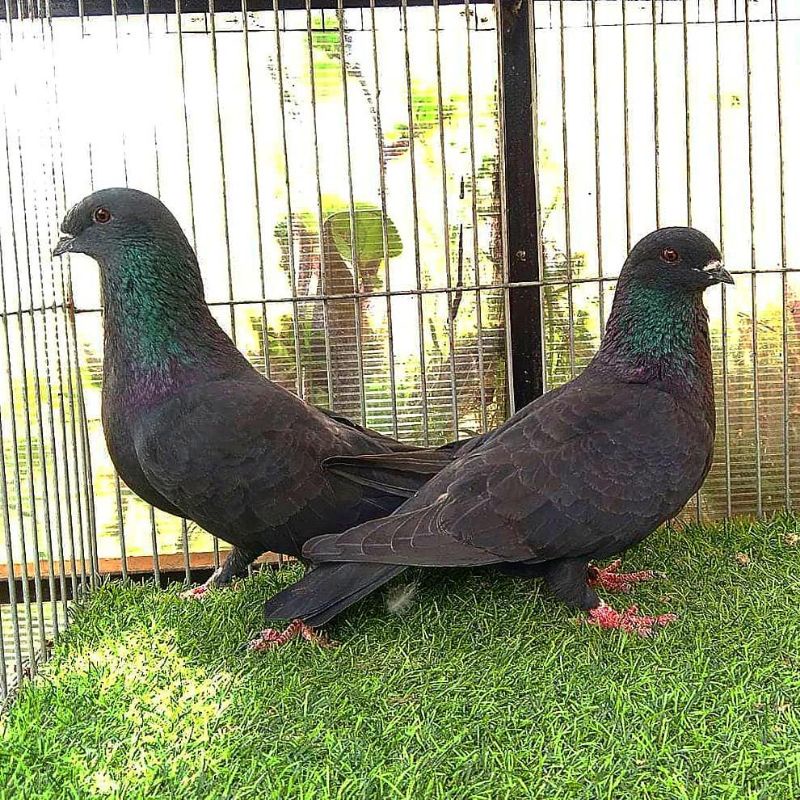 Burung Dara Merpati Sepasang Giring Mangkat Free Jagung Kristal