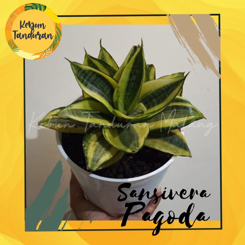 Lidah Mertua Mini Sansivera Pagoda  Tanaman Hias Sansivera Pagoda
