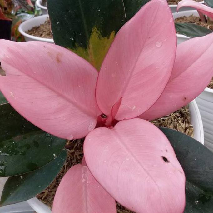Tanaman Hias Philodendron Pink Kongo - Philo Pink Kongo