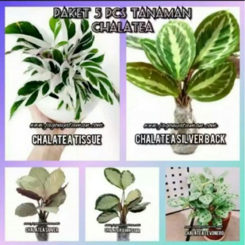 5 paket tanaman hias murah calathea / tanaman hias calathea
