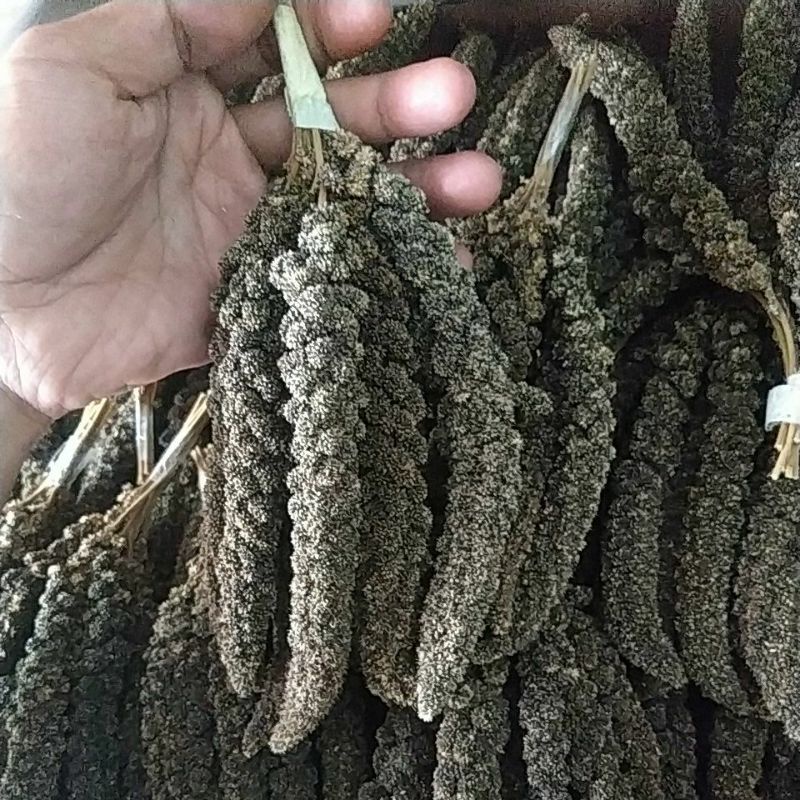 200 gram - Jewawut Tangkai hitam spray millet foxtail Pakan Burung, Pakan Hamster Murah