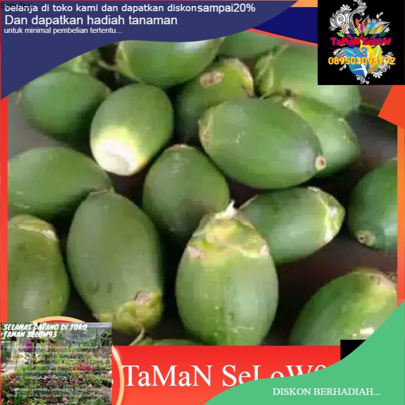 

buah pinang muda segar/Buah pinang obat herbal isi 1 kg
