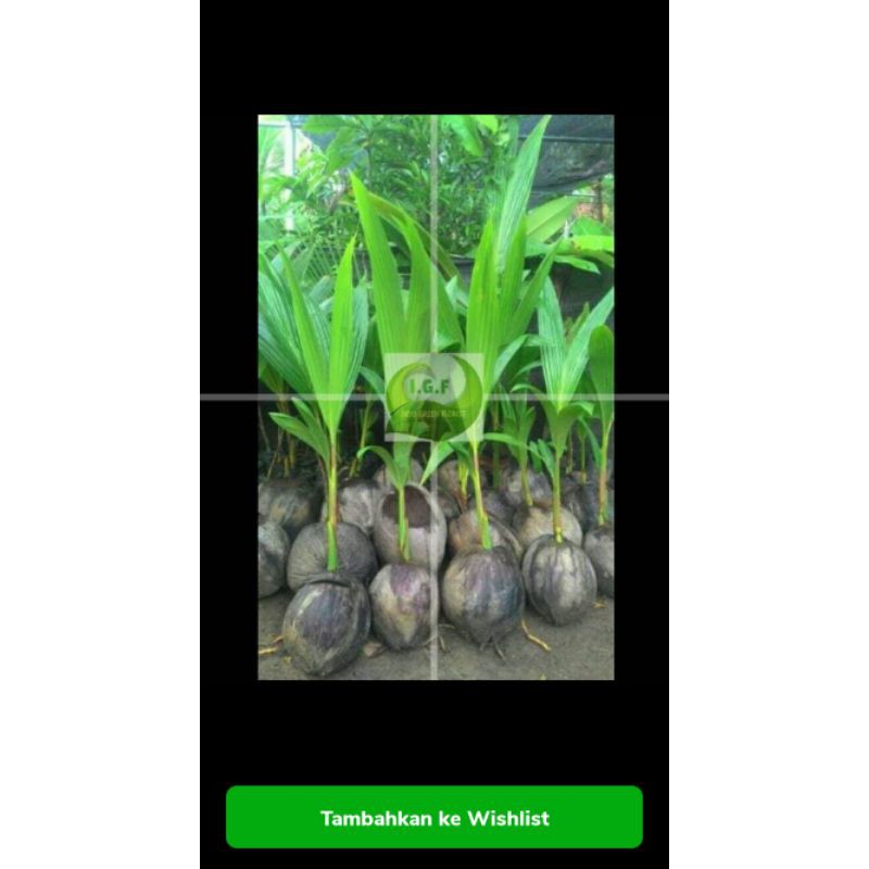 Bibit kelapa entog-genjah entog