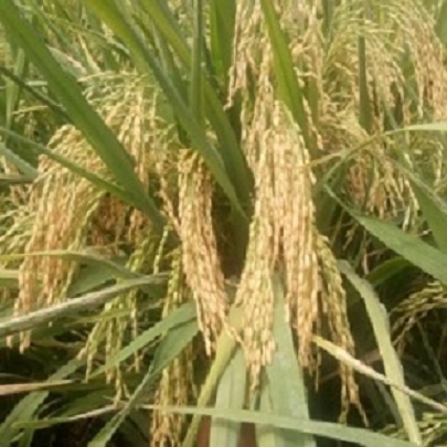 BENIH PADI SRIKANDI 5KG TERMURAH