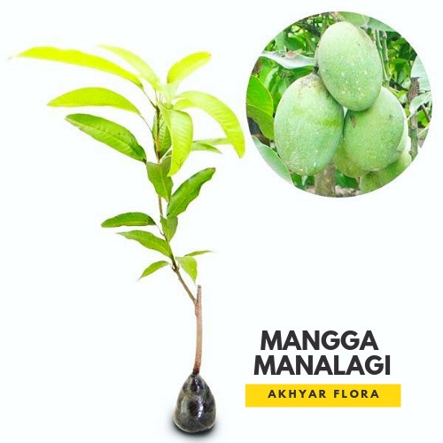 Obral Bibit Mangga Manalagi Pohon Mangga Manalagi Bibit Buah Mangga Manalagi Terlaris