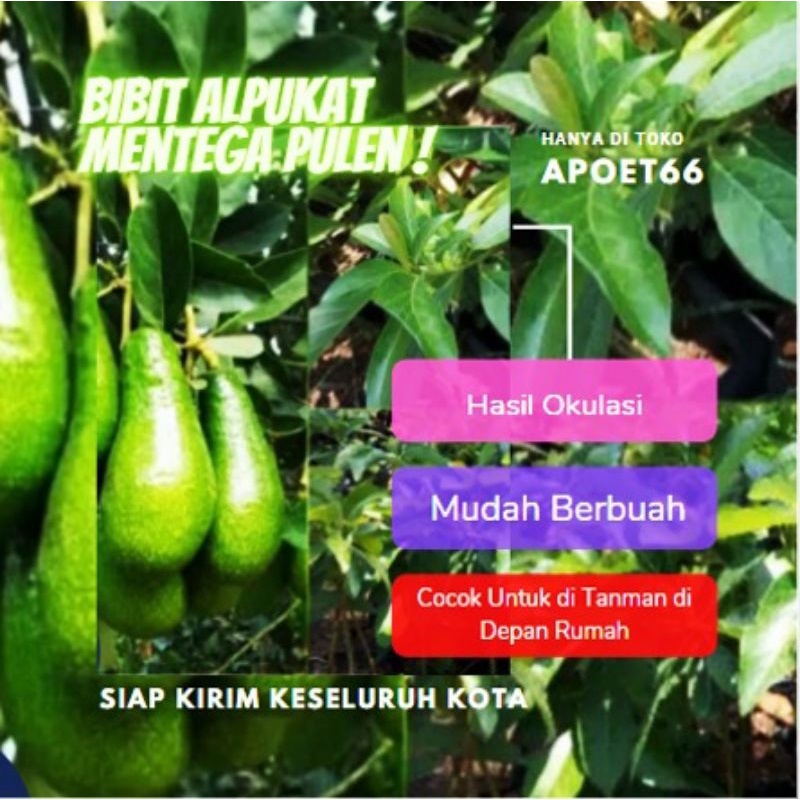 

Bibit Buah Alpukat Mentega - Tinggi 50cm